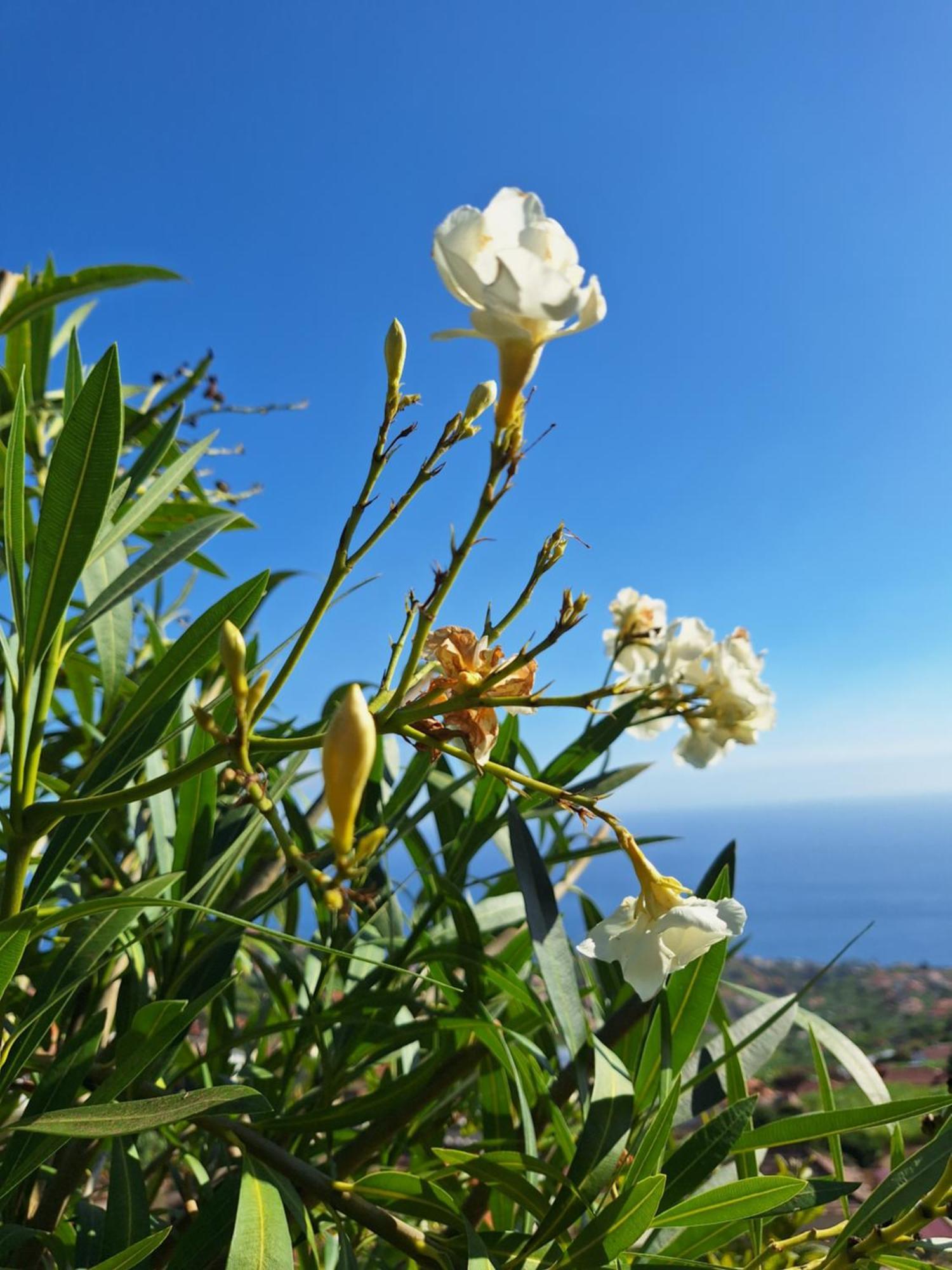 Casa-Albatros Villa Ponta do Sol  Exteriör bild