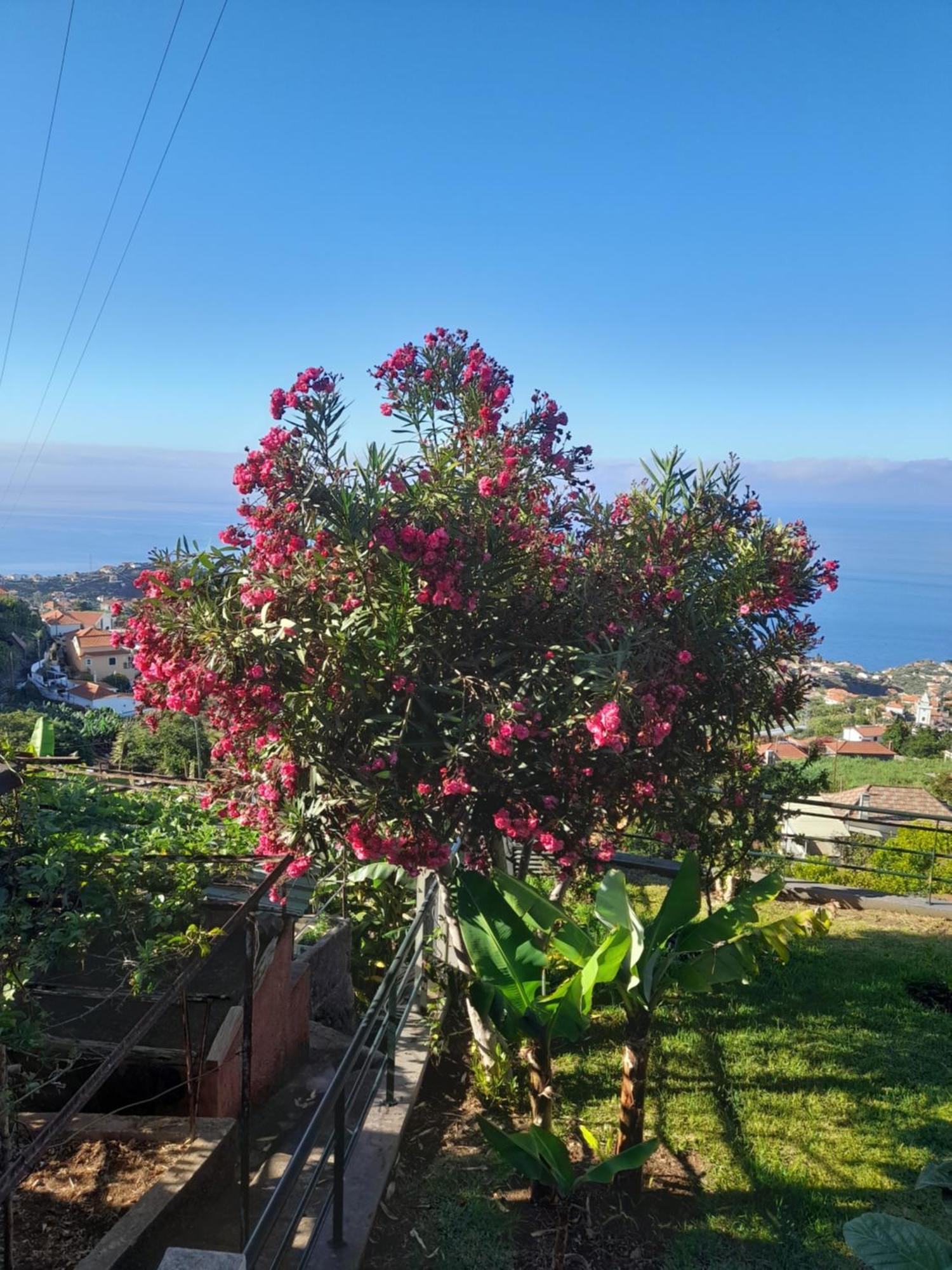 Casa-Albatros Villa Ponta do Sol  Exteriör bild